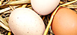 Freiland Eier